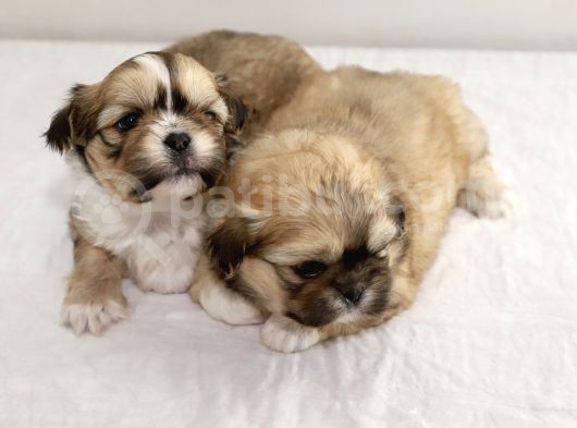 Mi̇ni̇ Boy Shihtzu Bebekleri̇m görsel