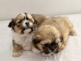 Mi̇ni̇ Boy Shihtzu Bebekleri̇m