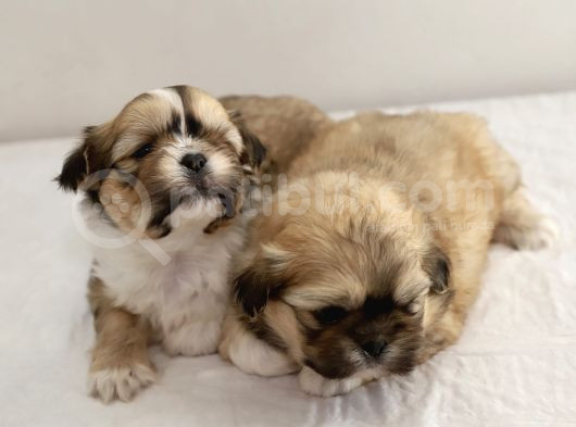 Mi̇ni̇ Boy Shihtzu Bebekleri̇m görsel