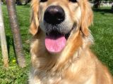 3 Yaşında Golden Retriever Kısır - Tuvalet Eğtimli -Ücretsiz