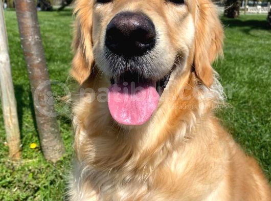 3 Yaşında Golden Retriever Kısır - Tuvalet Eğtimli -Ücretsiz görsel