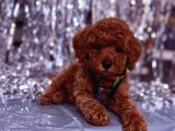 Toy Poodle  Sevecen Küçük Yavrular
