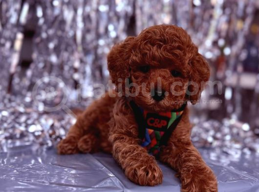 Toy Poodle  Sevecen Küçük Yavrular görsel