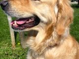 3 Yaşında Golden Retriever Kısır - Tuvalet Eğtimli -Ücretsiz