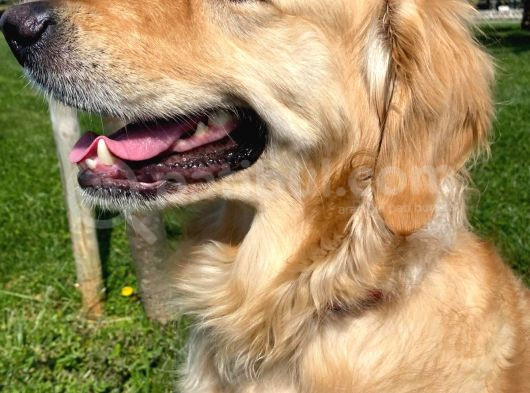 3 Yaşında Golden Retriever Kısır - Tuvalet Eğtimli -Ücretsiz görsel