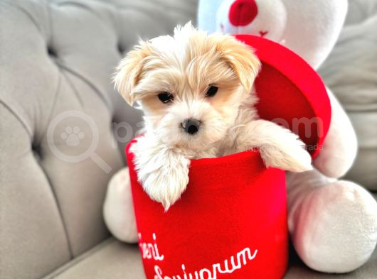 Maltese Terrier Sıfır Numara Uysal Yavrularım