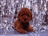Toy Poodle  Sevecen Küçük Yavrular