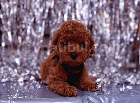 Toy Poodle  Sevecen Küçük Yavrular görsel