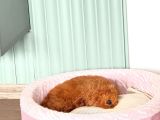 3 aylık toy poodle