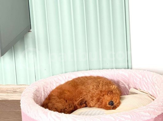 3 Aylık Toy Poodle