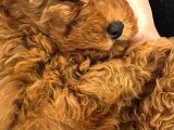 3 Aylık Toy Poodle