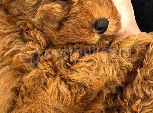 3 Aylık Toy Poodle görsel
