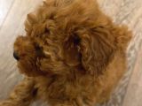 3 Aylık Toy Poodle
