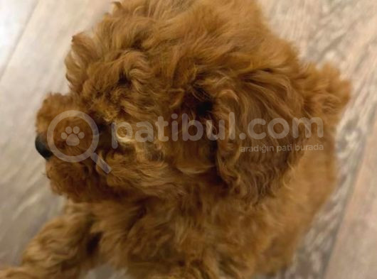 3 Aylık Toy Poodle görsel