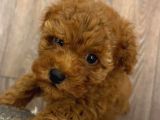 3 Aylık Toy Poodle