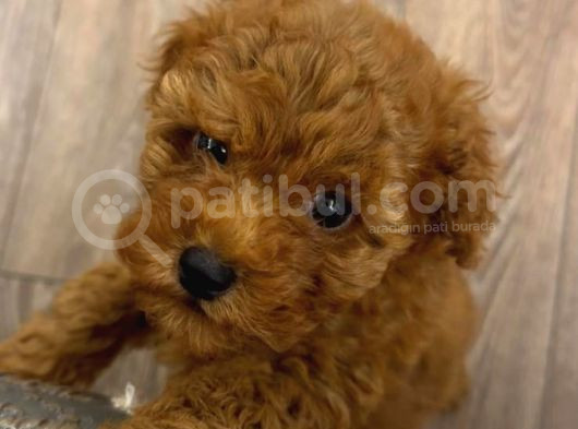 3 Aylık Toy Poodle görsel