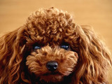 Red Brown Yavrular