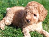 Akkuş Üreti̇m Çi̇ftli̇ği̇nden Poodle Yavrulari