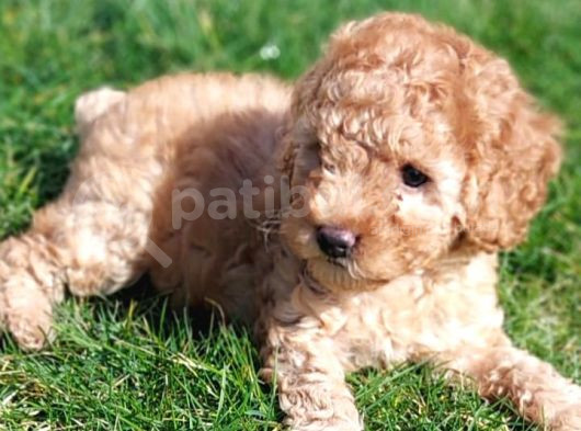 Akkuş Üreti̇m Çi̇ftli̇ği̇nden Poodle Yavrulari görsel