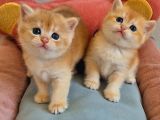 Lisanslı Üretim Evinden British Shorthair Golden Bebekler