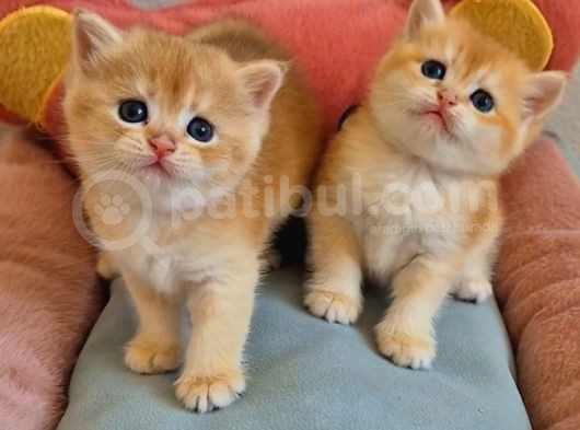 Lisanslı Üretim Evinden British Shorthair Golden Bebekler görsel