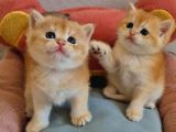Lisanslı Üretim Evinden British Shorthair Golden Bebekler