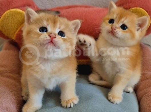 Lisanslı Üretim Evinden British Shorthair Golden Bebekler