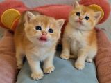 Lisanslı Üretim Evinden British Shorthair Golden Bebekler