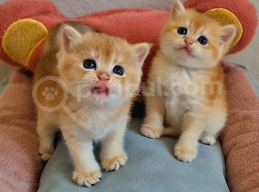 Lisanslı Üretim Evinden British Shorthair Golden Bebekler görsel