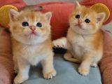 Lisanslı Üretim Evinden British Shorthair Golden Bebekler