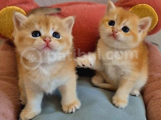 Lisanslı Üretim Evinden British Shorthair Golden Bebekler görsel