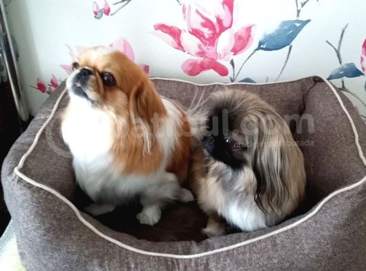 Peki̇ngese Yavrularimiz görsel