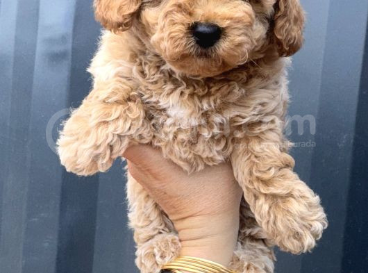 Aprikot Toy Poodle görsel