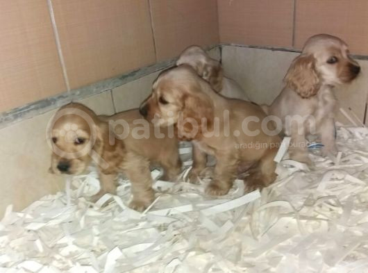 Akkuş Üreti̇m Çi̇ftli̇ği̇nden Cocker Yavrulari görsel