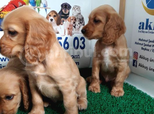 Akkuş Üreti̇m Çi̇ftli̇ği̇nden Cocker Yavrulari görsel
