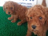 Akkuş Üreti̇m Çi̇ftli̇ği̇nden Poodle Yavrulari