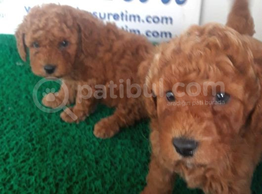 Akkuş Üreti̇m Çi̇ftli̇ği̇nden Poodle Yavrulari görsel