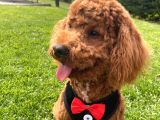 Akkuş Üreti̇m Çi̇ftli̇ği̇nden Poodle Yavrulari