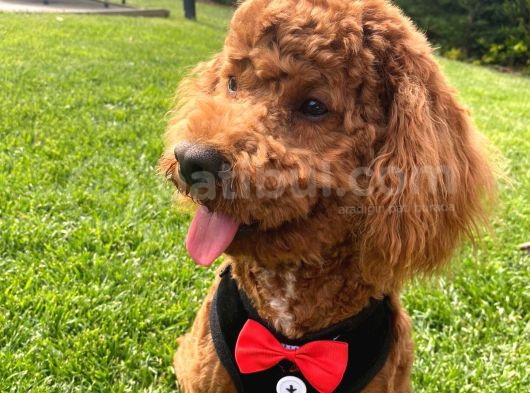 Akkuş Üreti̇m Çi̇ftli̇ği̇nden Poodle Yavrulari görsel