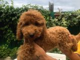 Akkuş Üreti̇m Çi̇ftli̇ği̇nden Poodle Yavrulari