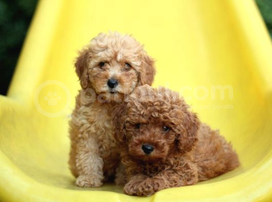 Akkuş Üreti̇m Çi̇ftli̇ği̇nden Poodle Yavrulari görsel