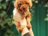 Akkuş Üreti̇m Çi̇ftli̇ği̇nden Poodle Yavrulari