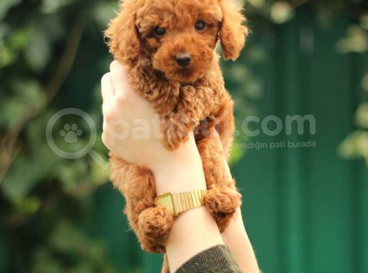 Akkuş Üreti̇m Çi̇ftli̇ği̇nden Poodle Yavrulari görsel