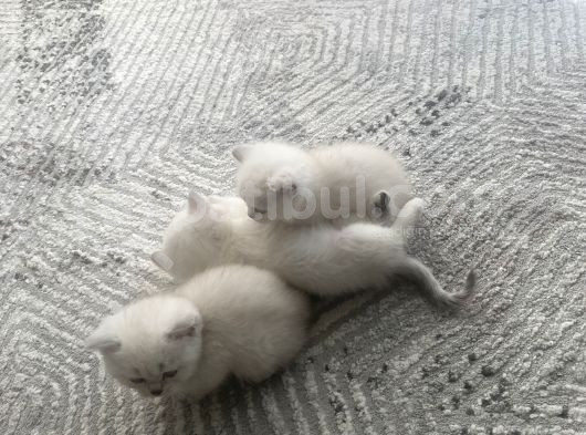 Tertemiz Sevimli 4 Adet Yavrumuz 2 Aylık görsel