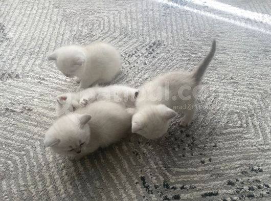 Tertemiz Sevimli 4 Adet Yavrumuz 2 Aylık görsel