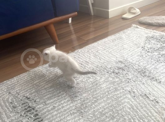Tertemiz Sevimli 4 Adet Yavrumuz 2 Aylık görsel