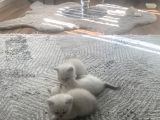 Tertemiz sevimli 4 adet yavrumuz 2 aylık