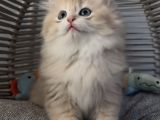 Yakışıklı British Golden Longhair Bir Prens