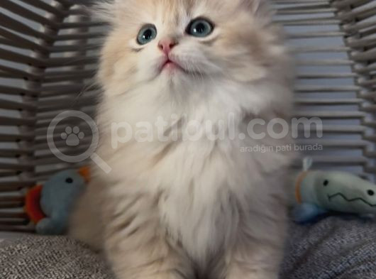 Yakışıklı British Golden Longhair Bir Prens görsel