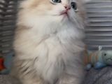 Yakışıklı british golden longhair bir prens